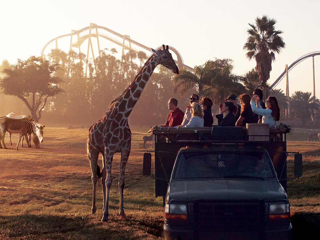 Serengeti Safari no parque Busch Gardens em Tampa