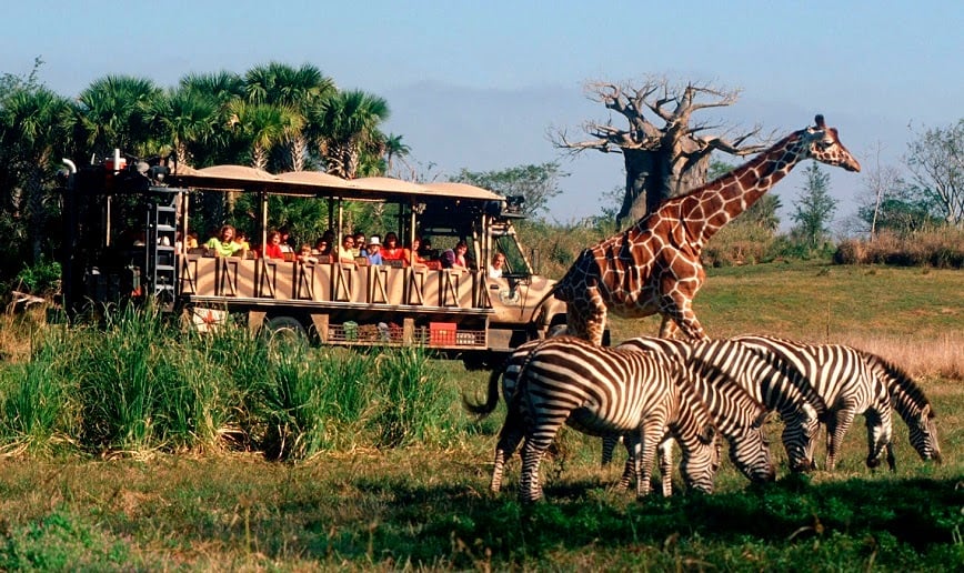 Safári no parque Animal Kingdom da Disney Orlando