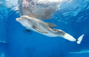 O que fazer em Tampa: Clearwater Marine Aquarium