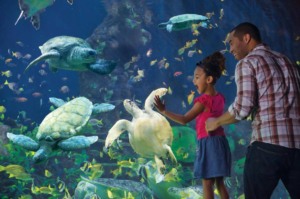 7 passeios pelos bastidores em Orlando: Family Fun Tour no parque SeaWorld