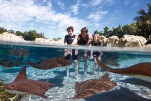 Como passar um dia no parque Discovery Cove em Orlando: arraias