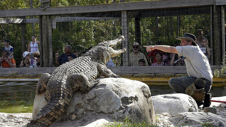 Jacaré no Gatorland em Orlando