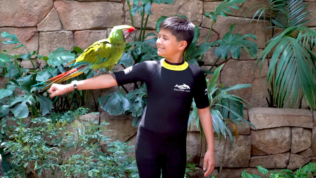 Atração com aves no parque Discovery Cove em Orlando