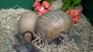 Encontro com animais nos bastidores do Discovery Cove em Orlando: tatu