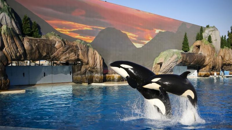 Show Orca Encounter no parque SeaWorld Orlando