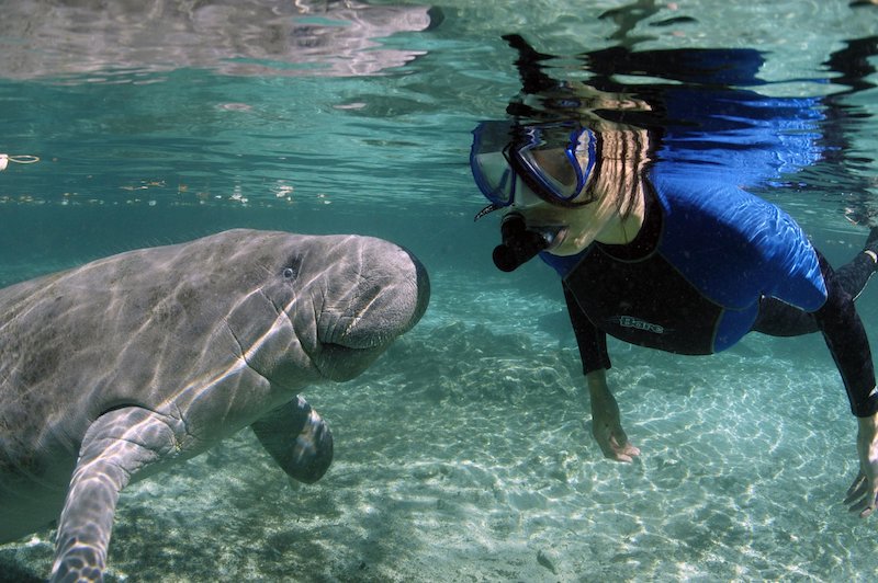 Mergulho com peixe-boi em Crystal River na Flórida