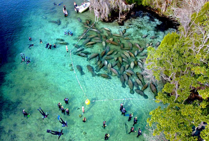 Nadadores e peixes-boi em Crystal River na Flórida