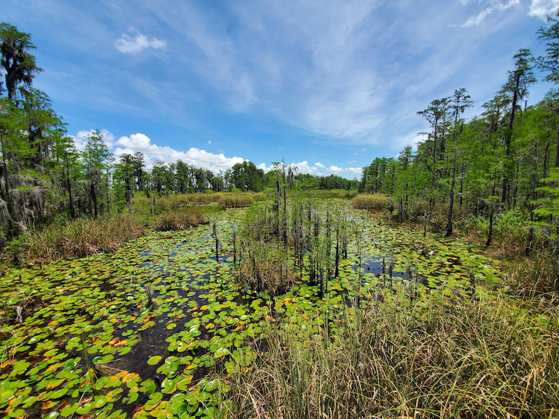 Natureza no parque Tibet-Butler Nature Preserve em Orlando